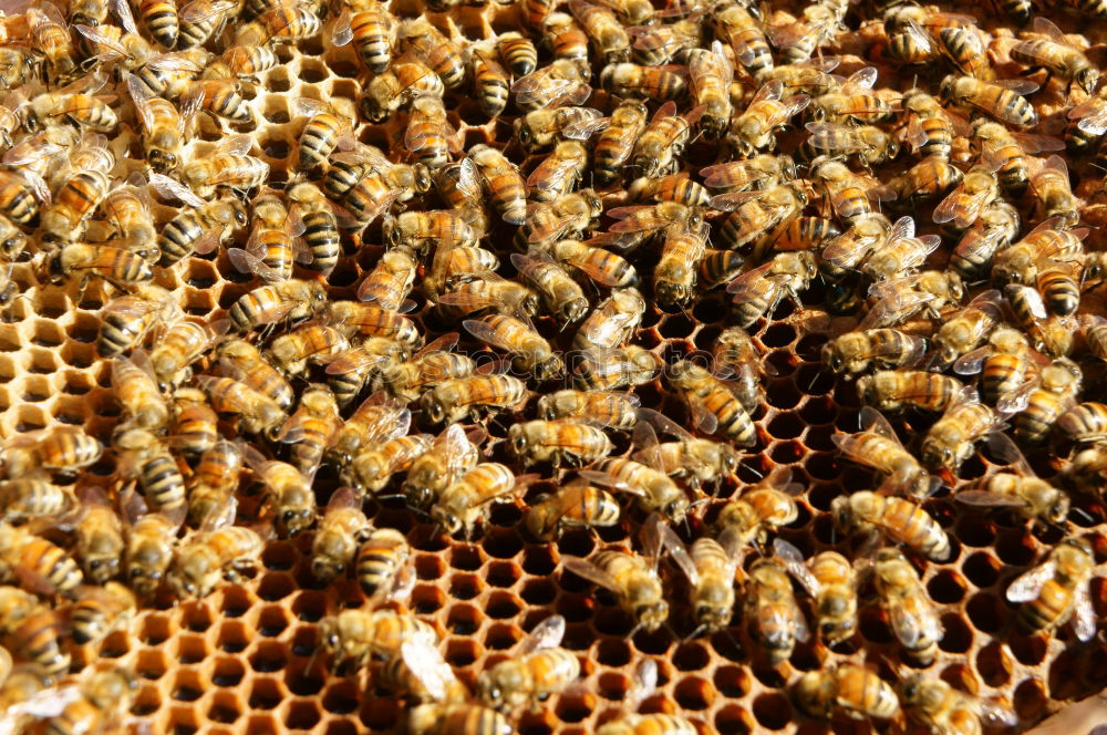 Similar – Image, Stock Photo Beekeeper and his bees