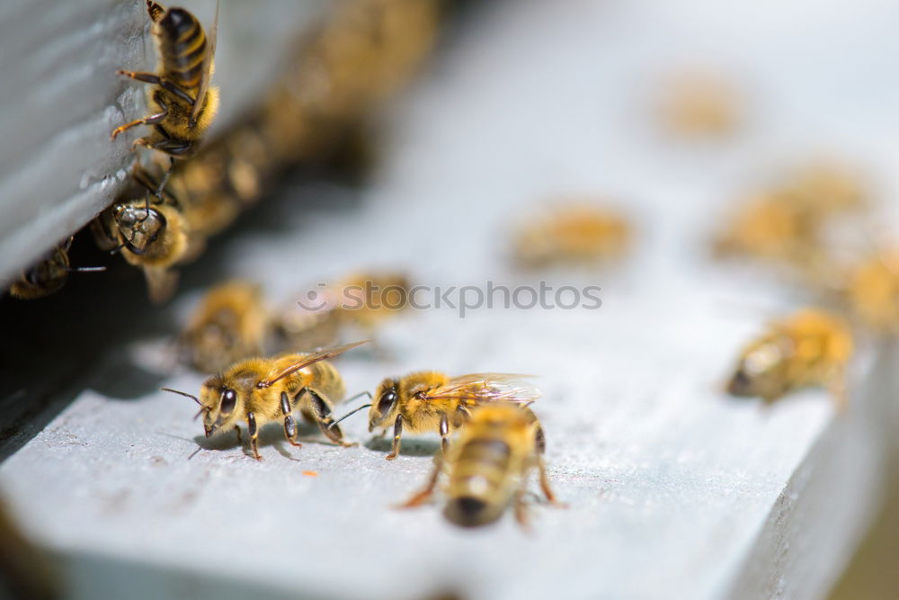 Similar – bienenstich Lebensmittel