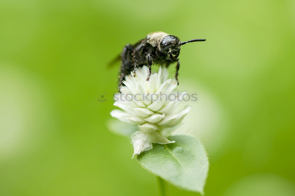 Similar – Image, Stock Photo alien Nature Plant Animal