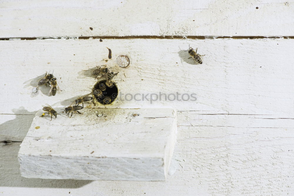 Similar – Image, Stock Photo footprints Drought Plant