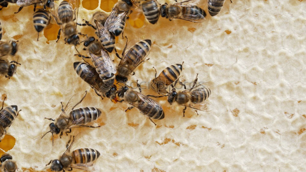 Similar – bienenstich Lebensmittel