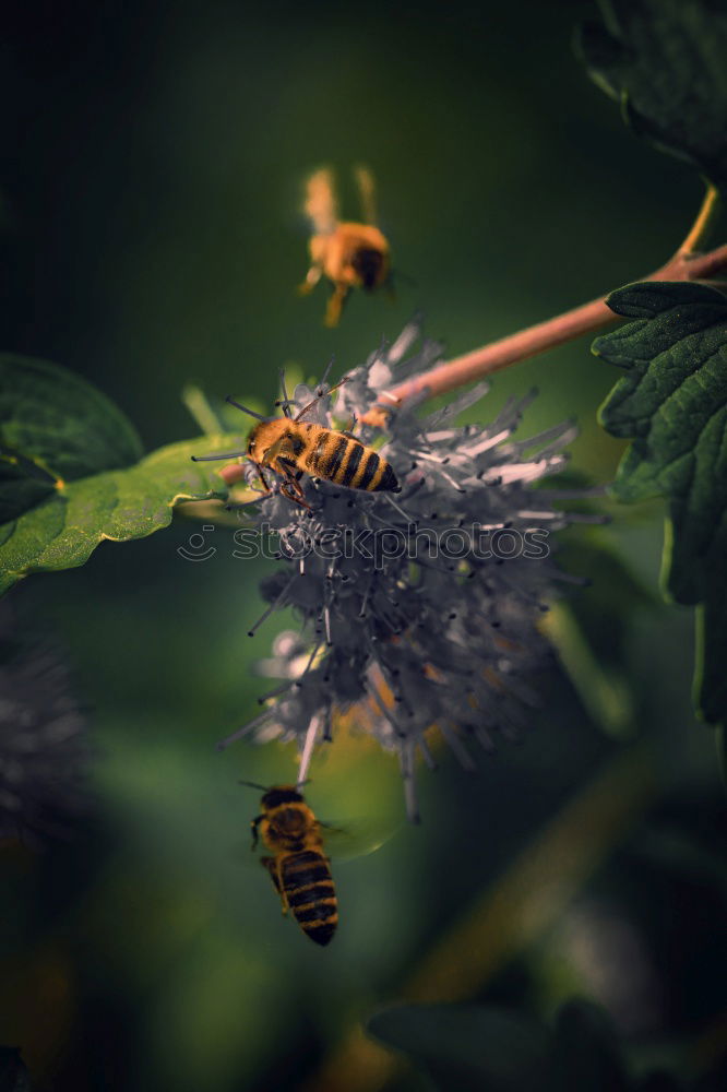 Similar – Hummel auf Diestel Blüte