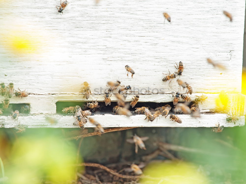 Similar – Beekeeper scrapes honey from a honeycomb