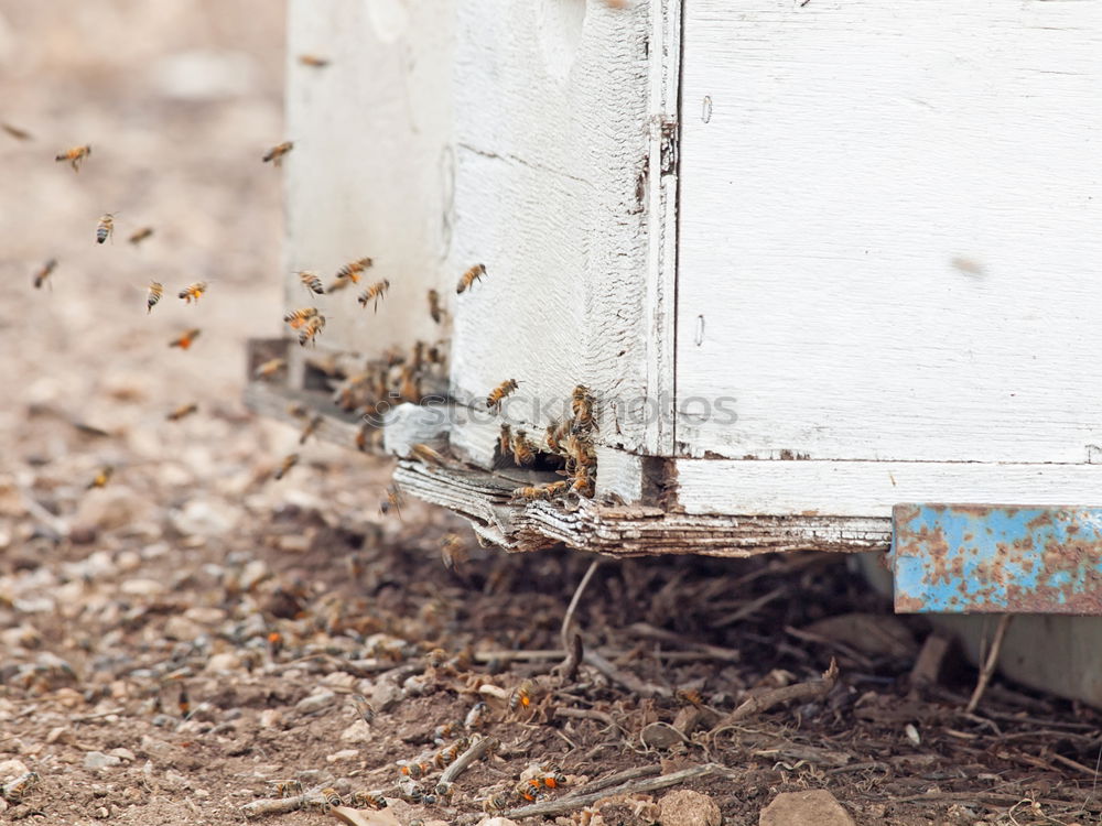 Similar – Beekeeper scrapes honey from a honeycomb