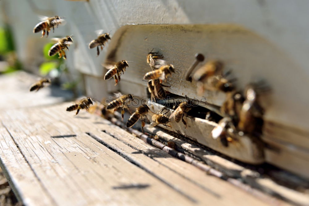 Beekeeper scrapes honey from a honeycomb