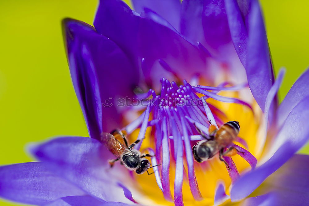 Similar – Ladybird on a blue flower