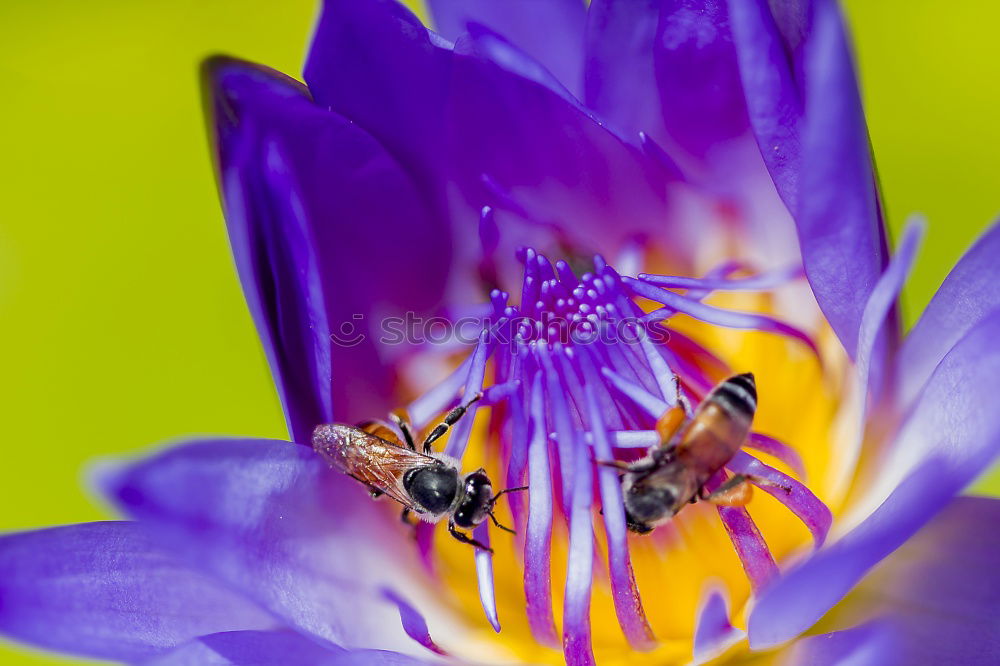 Similar – Ladybird on a blue flower