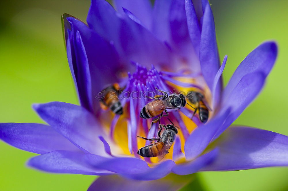 Similar – Ladybird on a blue flower