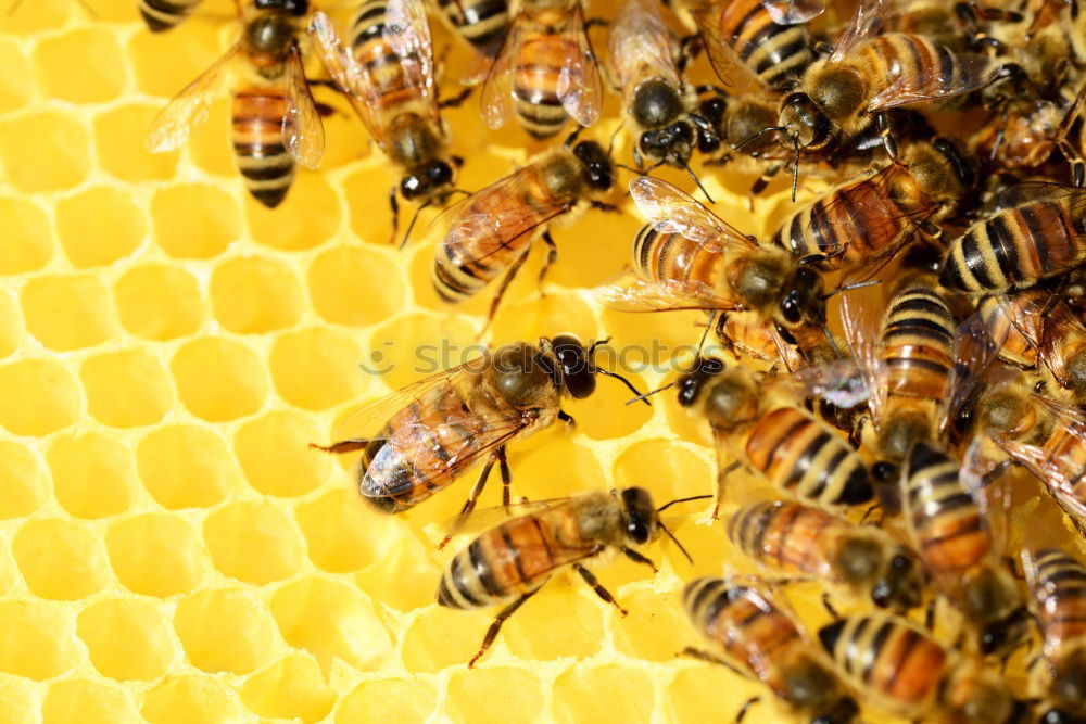 Similar – bienenstich Lebensmittel