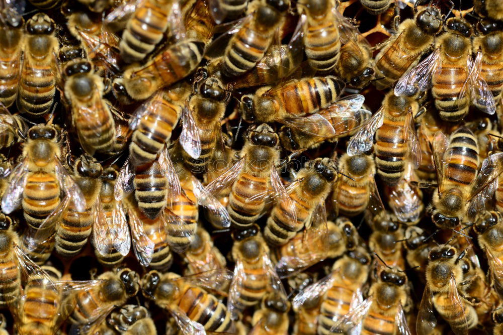 Similar – Image, Stock Photo Honey bees, bee; Apis; mellifera