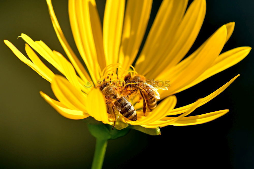 Similar – Dandelion with insects