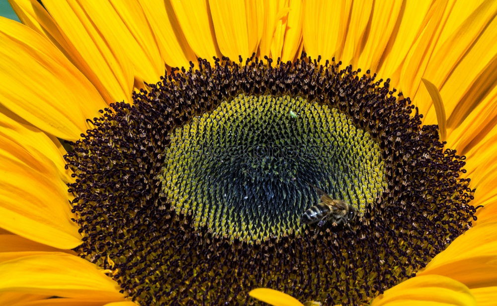 Similar – Sonnenblume gefüllt