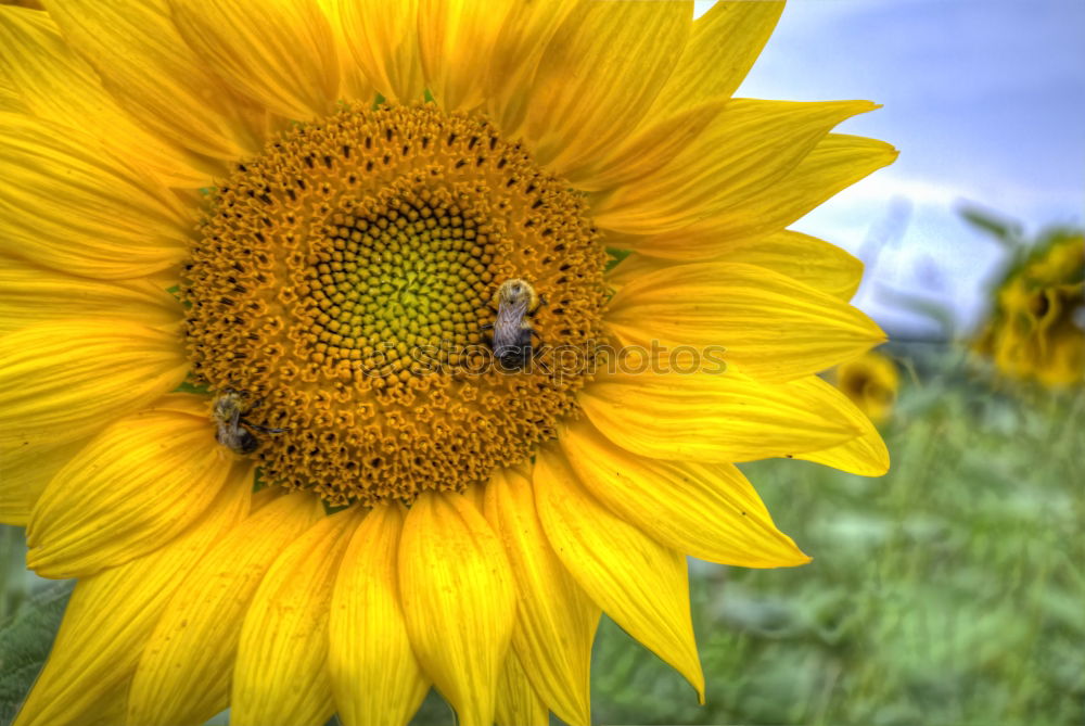 Similar – summertime Honey Wasps