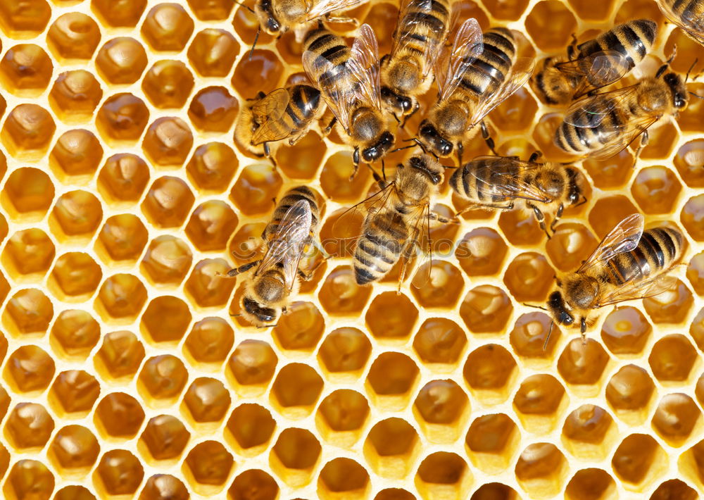 Similar – Image, Stock Photo Hive with bees. Beekeeping.