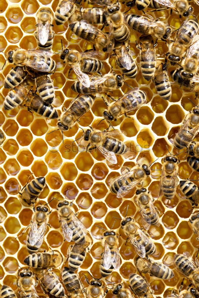 Similar – bienenstich Lebensmittel