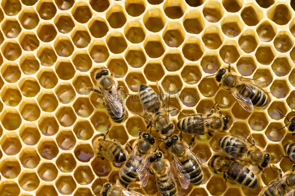 Similar – bienenstich Lebensmittel