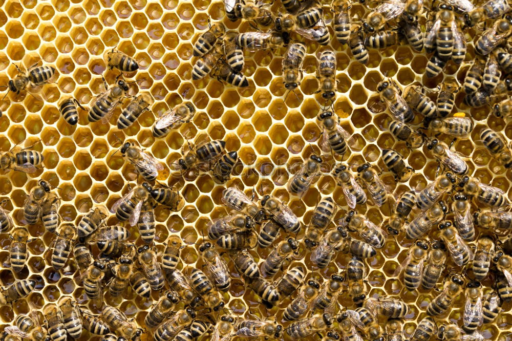 Similar – Image, Stock Photo Honey bees, bee; Apis; mellifera