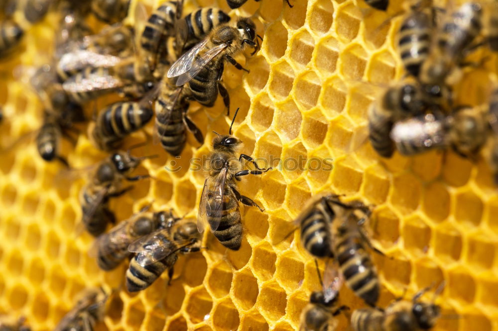 Similar – Image, Stock Photo Hive with bees. Beekeeping.