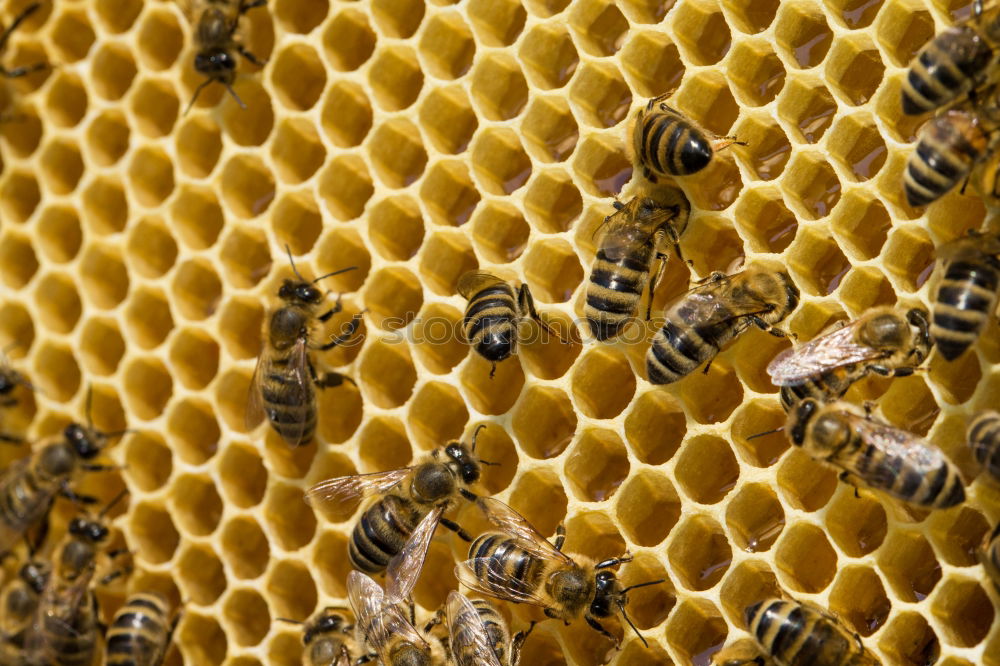 Similar – Image, Stock Photo Honey bees, bee; Apis; mellifera