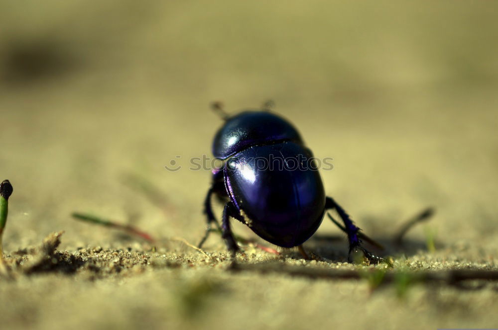 Similar – Image, Stock Photo coleopteran Green Black