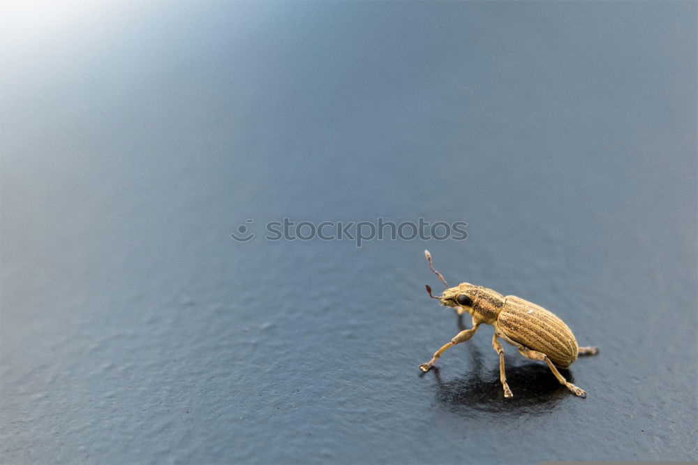 Similar – Image, Stock Photo Hornet 01 Animal Insect