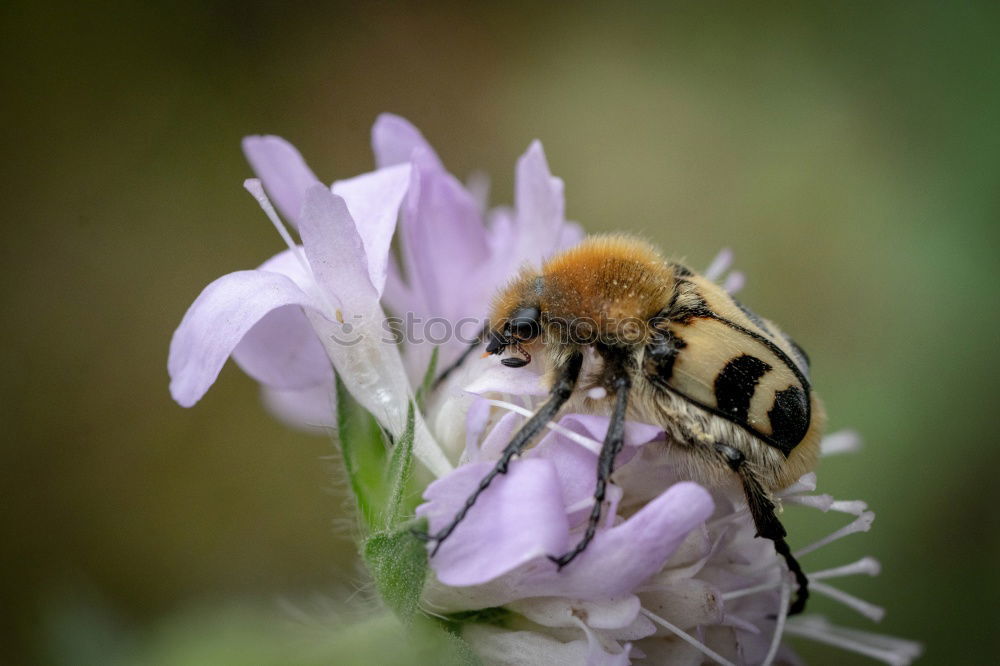 Similar – fluffy | with sting. Bumblebee and lavender