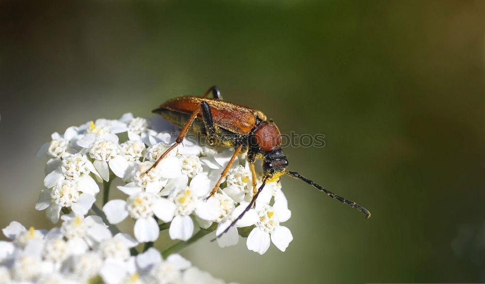 Similar – Image, Stock Photo It’s summer Nature Plant