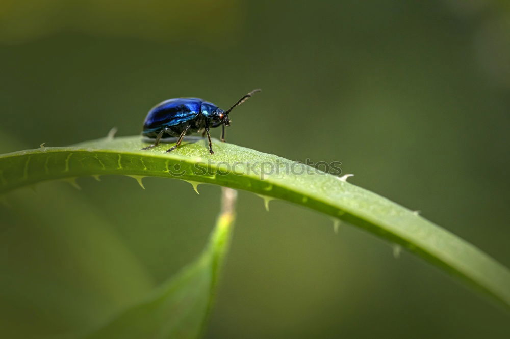 Similar – Image, Stock Photo Hoplia Parvula on a Rhinanthus Flower