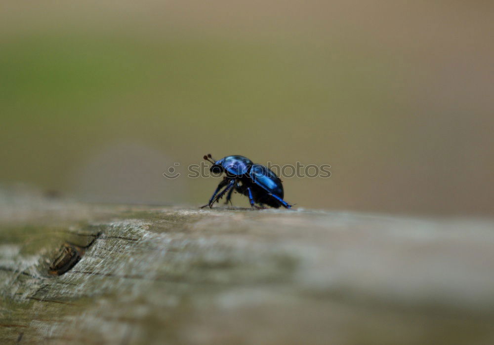 Similar – beetles in the forest