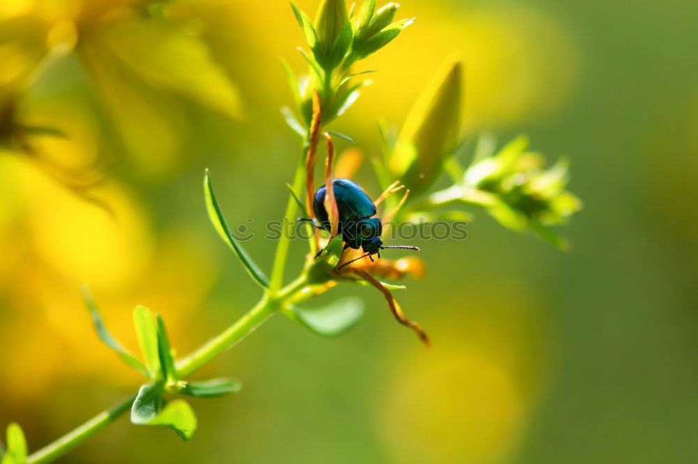 Similar – Clap your hands Wasps