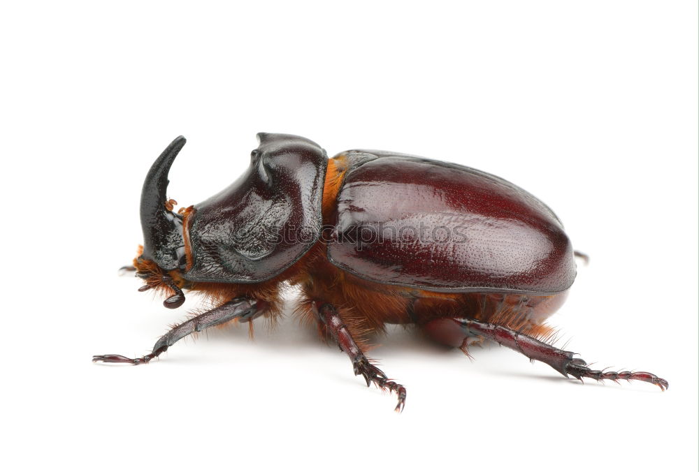 Similar – Image, Stock Photo slimmer Slug Disgust Damp