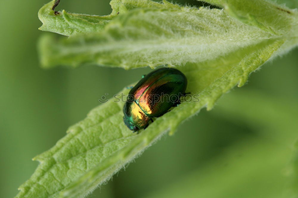 Similar – Image, Stock Photo peep bugs Bow