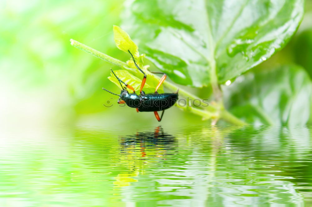 Similar – Image, Stock Photo A Bug’s Life Ladybird Bow