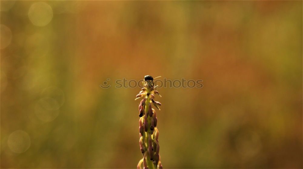 Similar – Image, Stock Photo very central placed ladybird