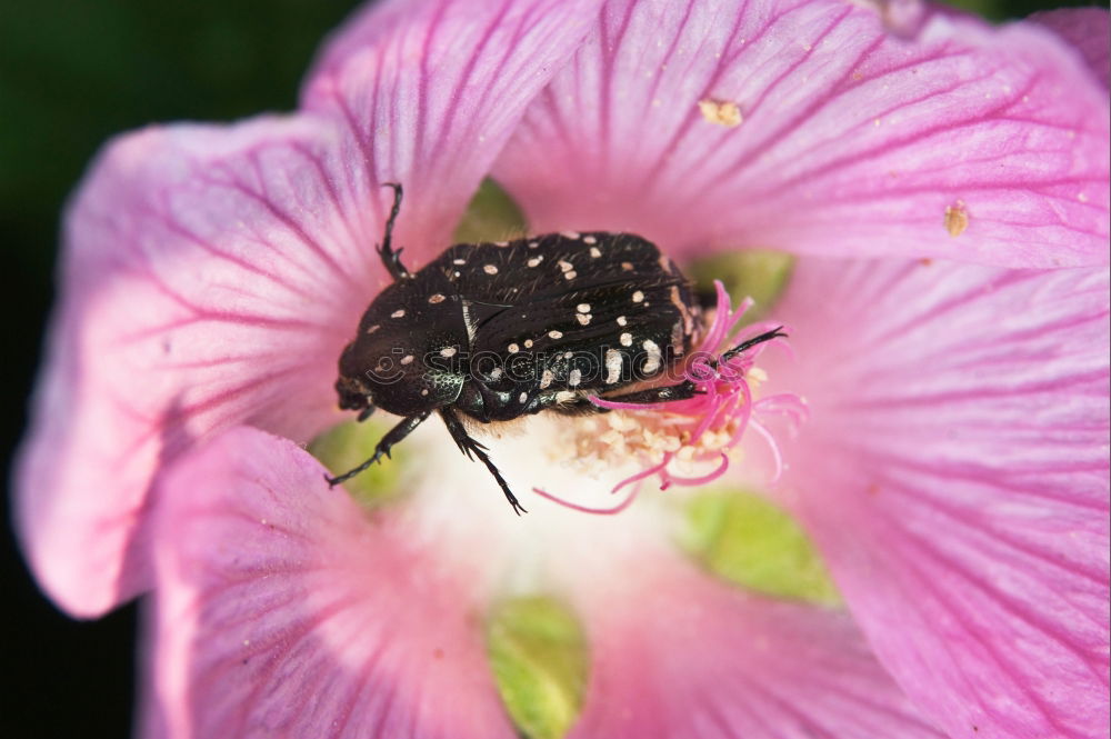 Similar – Image, Stock Photo Black And Yellow Scarab