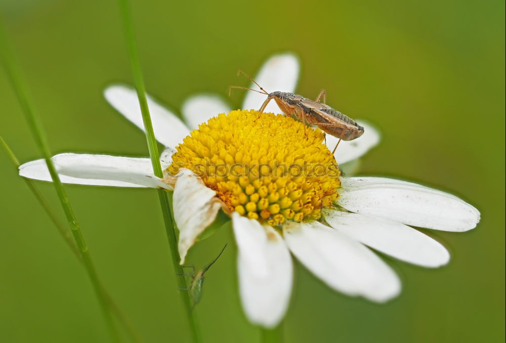 Similar – Foto Bild Bienen und Blumen weiß