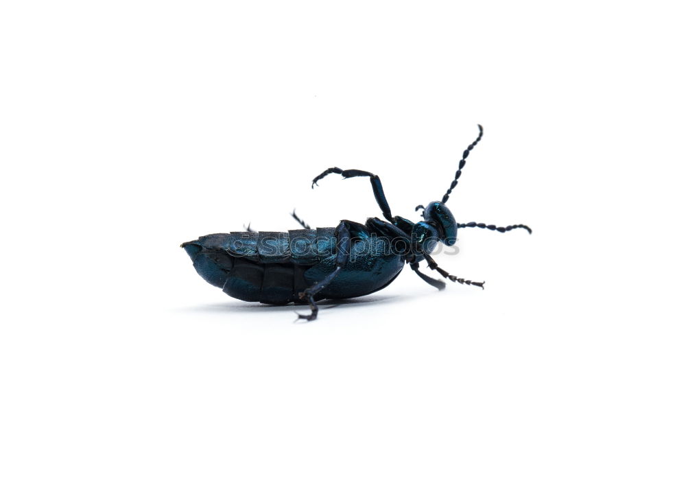 Similar – Big Beetle Isolated Image