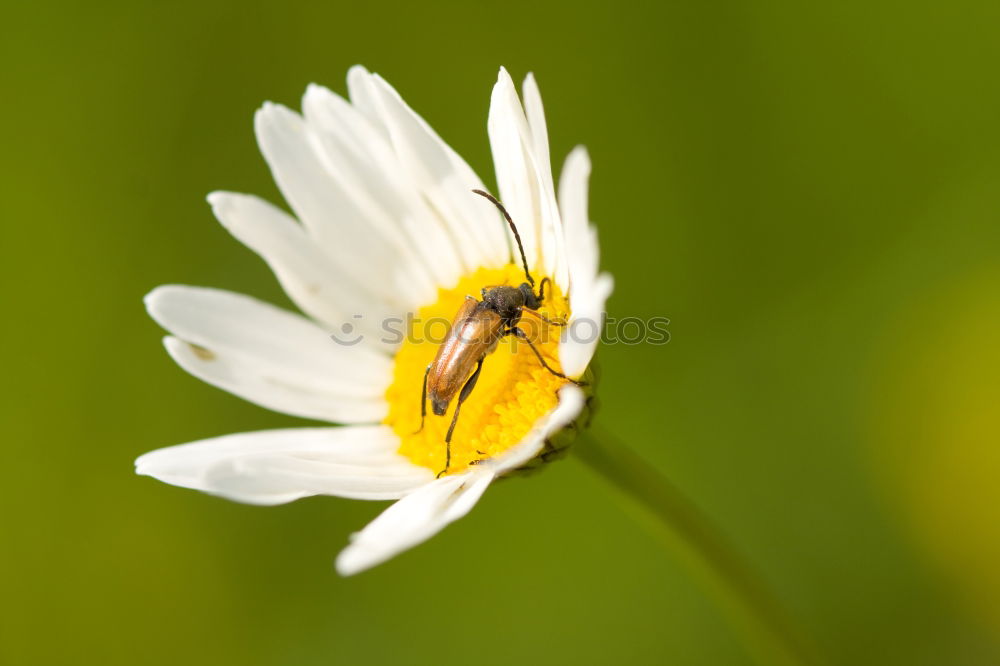 Similar – Foto Bild Schwebfliege auf einer gelben Gartenblume