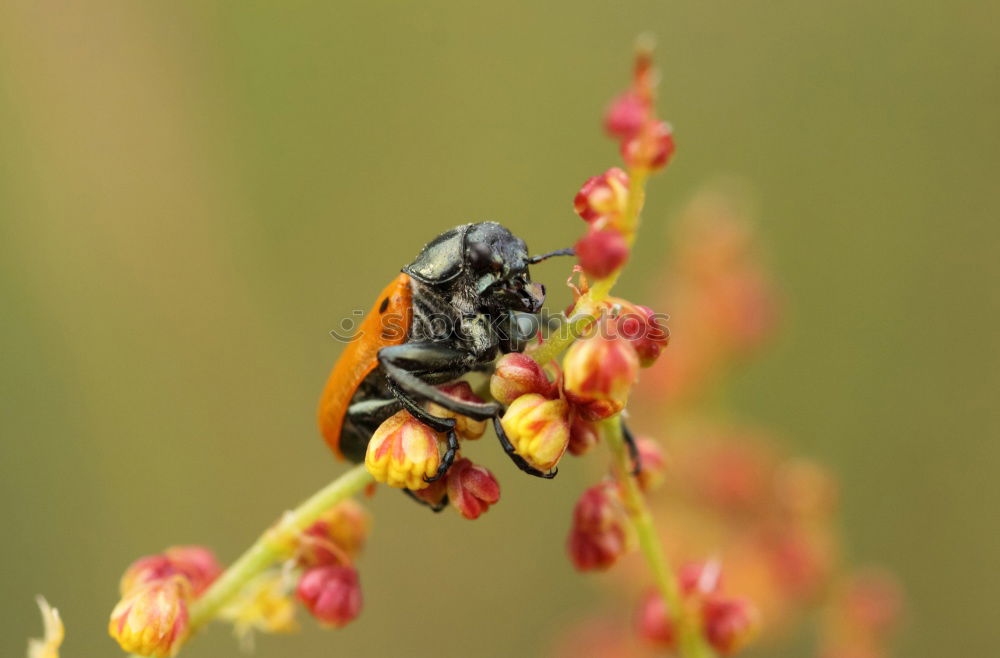 Similar – Image, Stock Photo Wet bees Environment