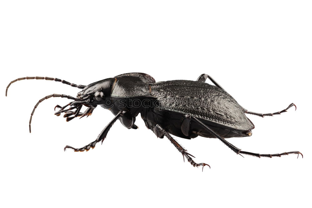 Similar – stag beetle Stag beetle