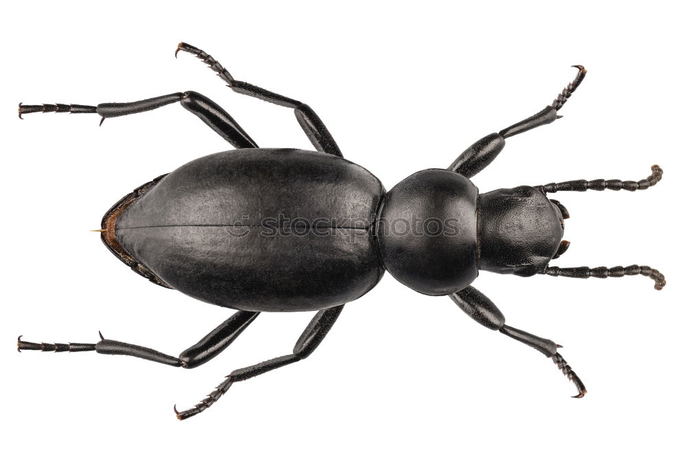 Similar – stag beetle Stag beetle