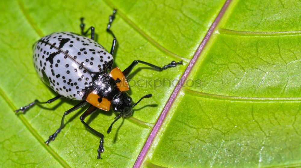 Similar – Leather bug, nymph on leaf