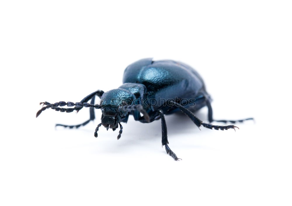 Similar – Big Beetle Isolated Image