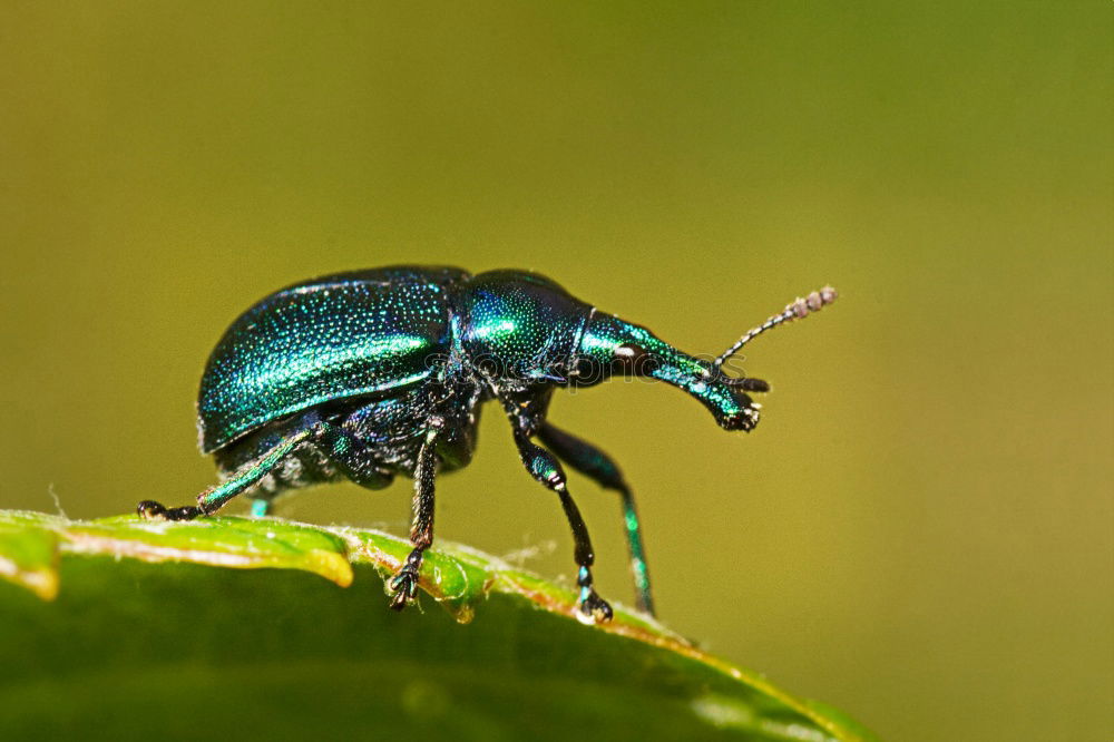 Similar – Image, Stock Photo Forest dung beetle on the move