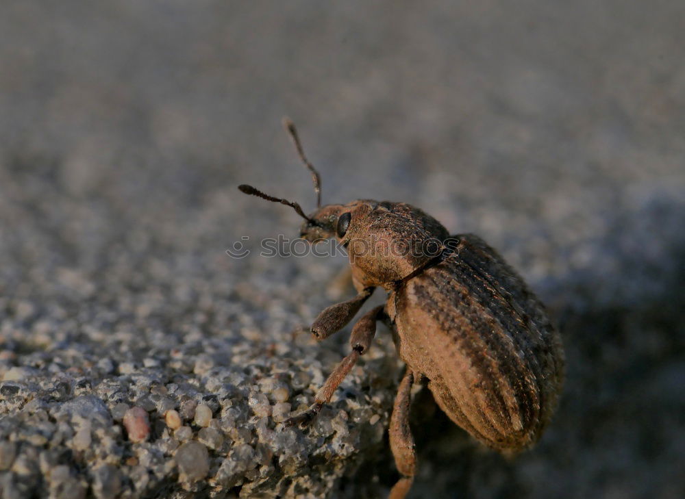 Similar – Image, Stock Photo newt Amphibian Frog