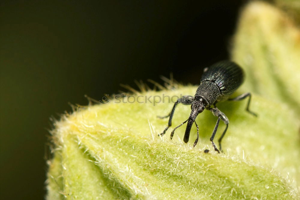 Similar – Foto Bild gutes Plätzchen Fliege