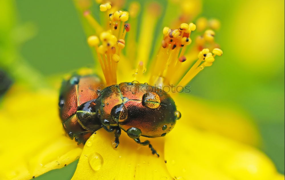 Foto Bild Begrüssung Blüte Begrüßung