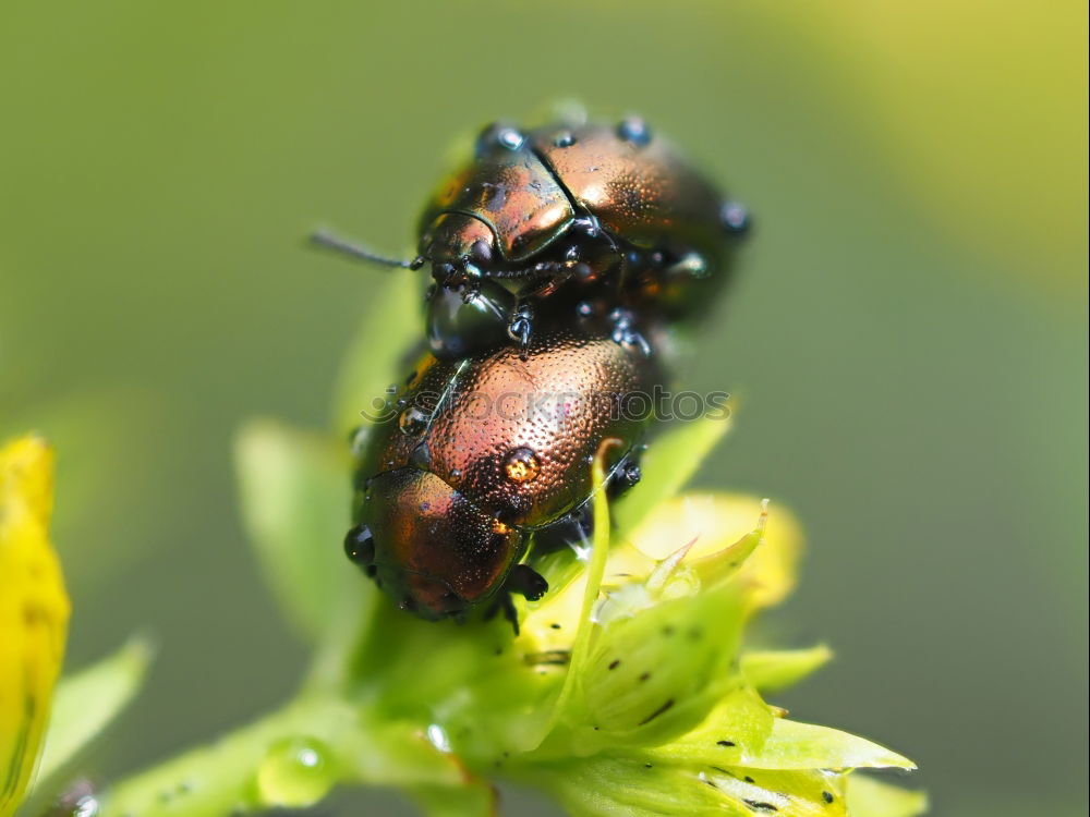 Similar – Schlüpfende Wanzenlarven mit Eiern