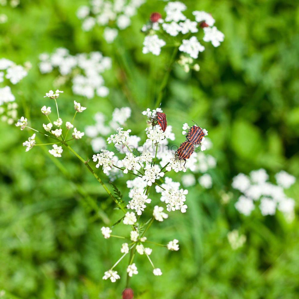 Similar – Foto Bild weiße Blüten einer Sommerwiese mit Sonnenschein