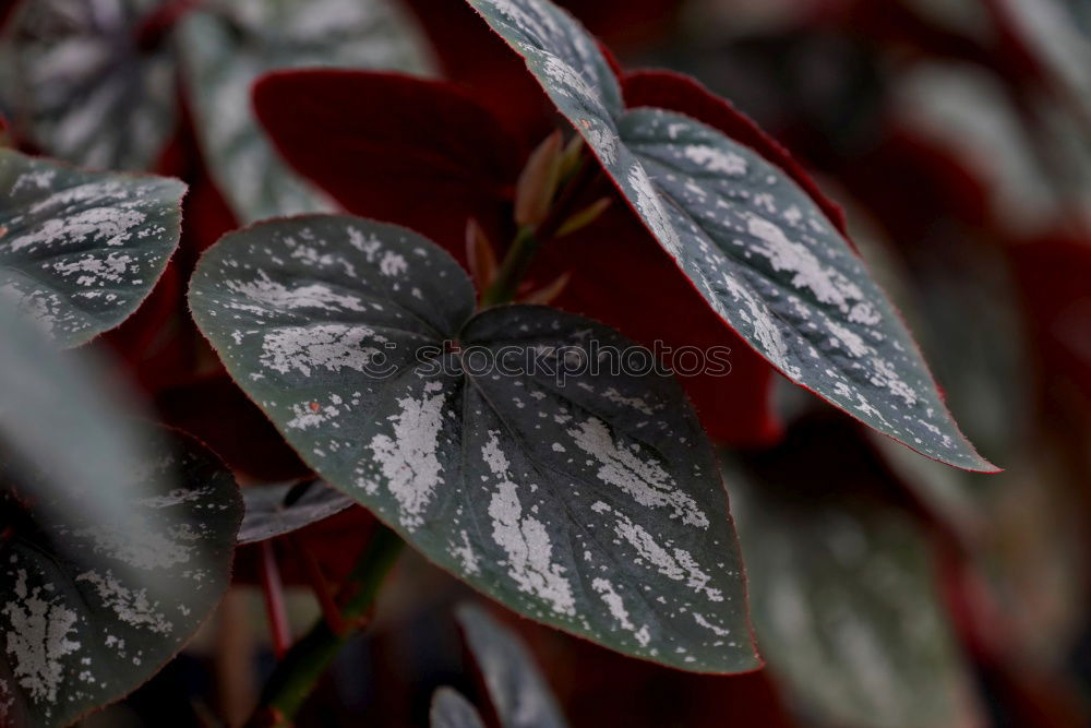 Similar – Foto Bild Winterlaub Gedeckte Farben